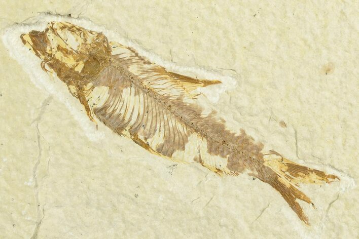 Fossil Fish (Knightia) - Wyoming #210021